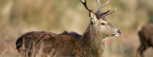 Explore the 5 star Brightwater Lodge in Loch Sunart, Scotland