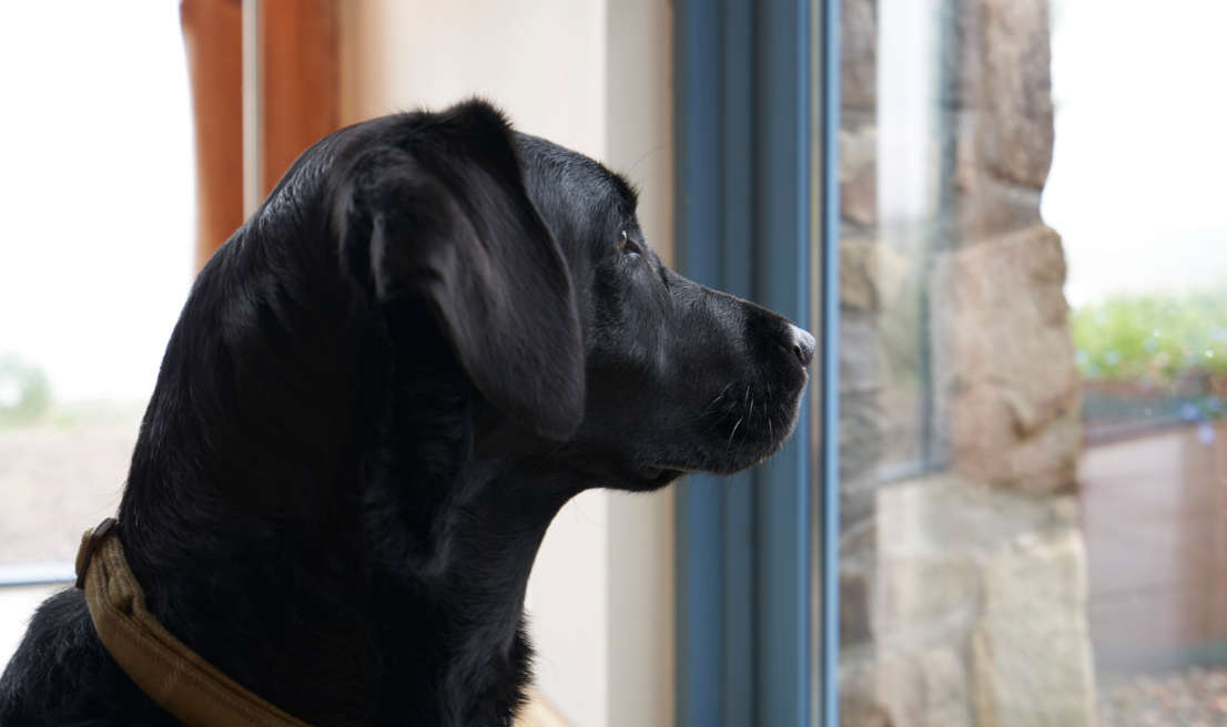 Looking out the window at Brightwater Lodge